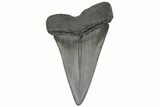 Fossil Broad-Toothed Mako Tooth - South Carolina #214602-1